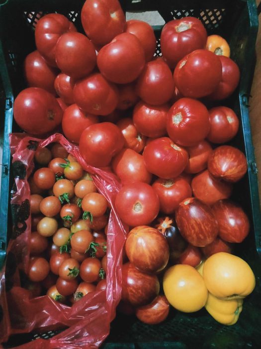 Продам огурцы, чеснок, кабачки, помидоры, тыквы