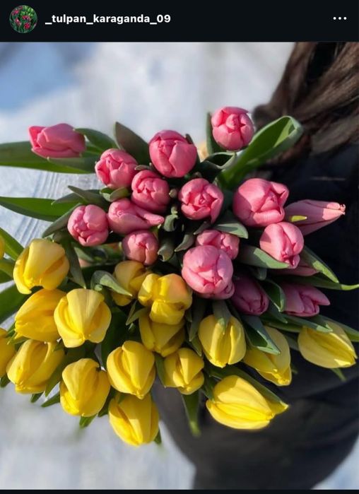 Тюльпаны с теплицы в Караганде. Крупные .