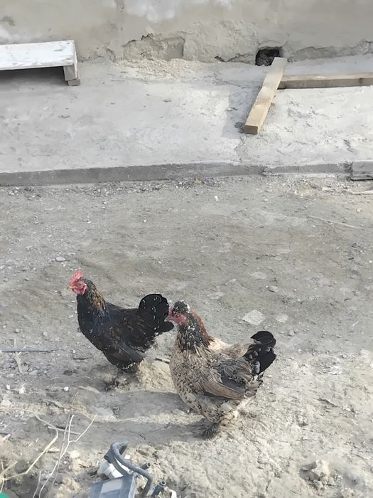 Жас тауықтар сатылады