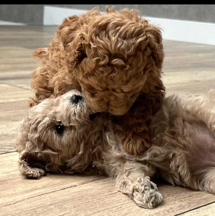 Той/тийкъп пудел кученца – Варна