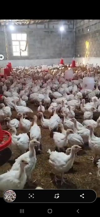 Бек  6 курка жужалари