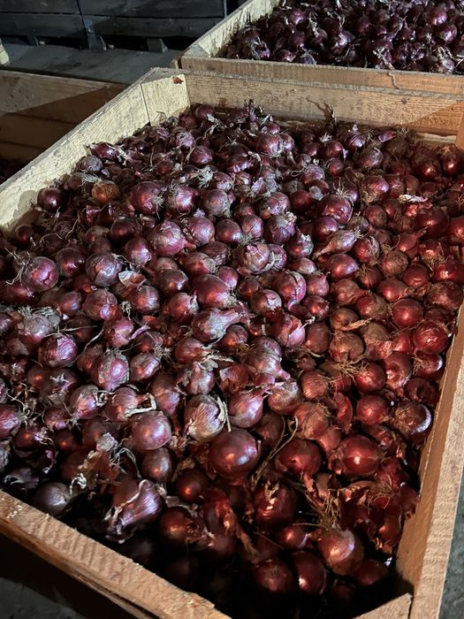 Ceapă roșie calitatea I calibru 50+