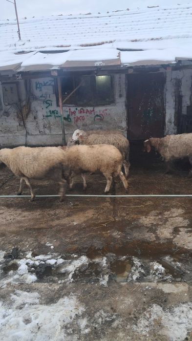 Продават се овце редовни