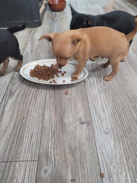 Пинчери сладки и красиви