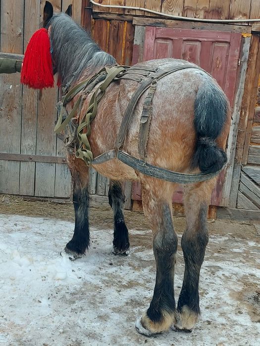 De vânzare cal castrat