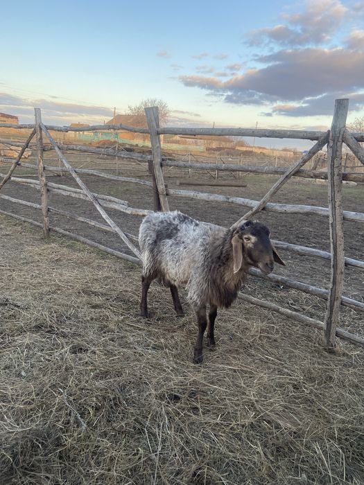 Продам овец по разумной цене