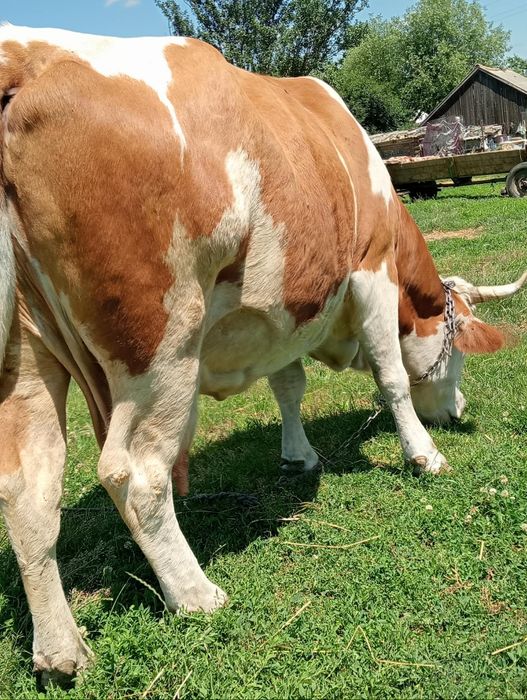 Vaca gestanta de vanzare