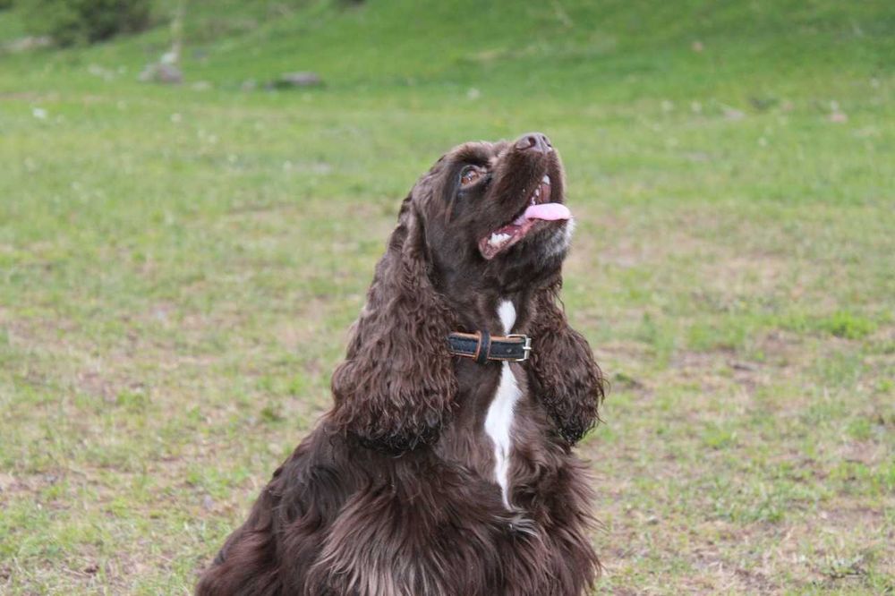 Американский кокер спаниель