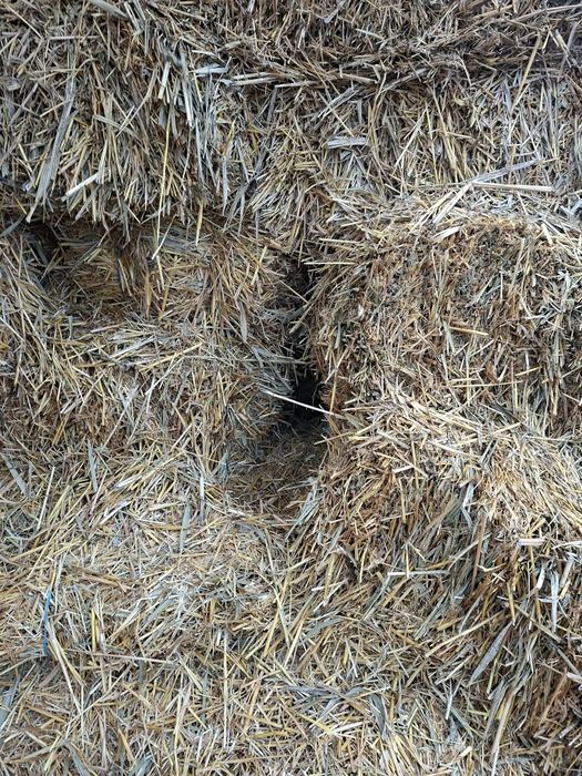 Vând schimb  cu oii purcei baloti din paie de orz,