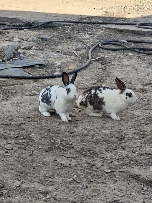 Қояндар, парода великан