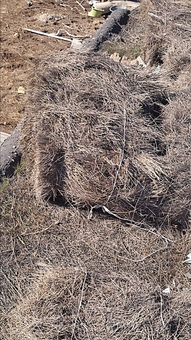 Сено шоп қарайған