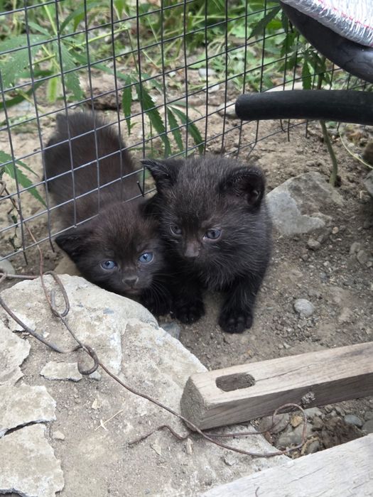 Отдам котят  в любящие  руки