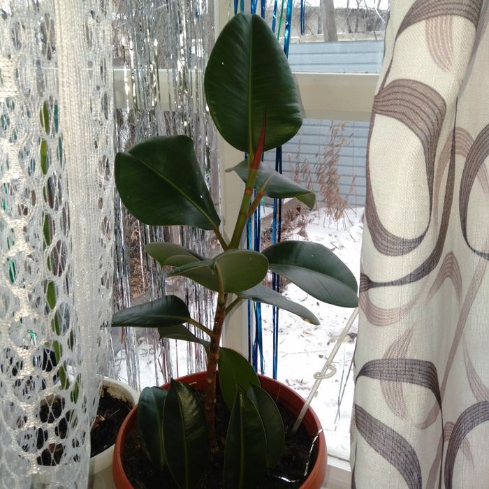 Срочно продам цветы