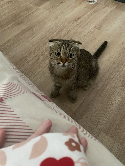Кошка вислоухая в добрые руки