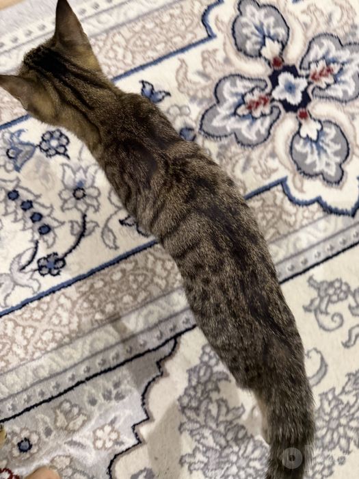 Котенок девочка