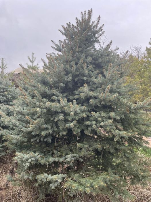 Голубая ель 1,5-2 м
