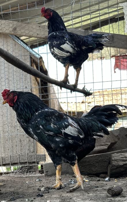 Oua pentru incubat urias COMBATANT INDIAN