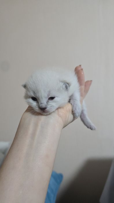 Котята в заботливые руки