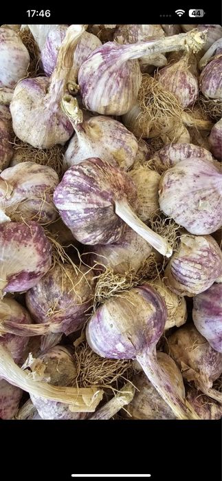 Usturoi de pus in pământ și de consum