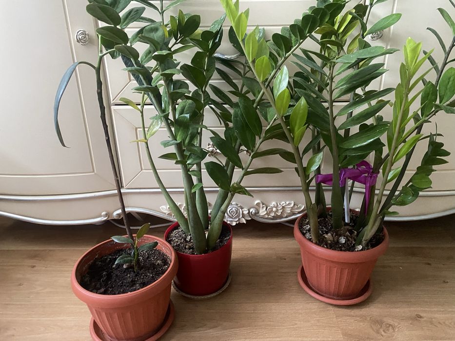 Долларовое дерево 2 горшка