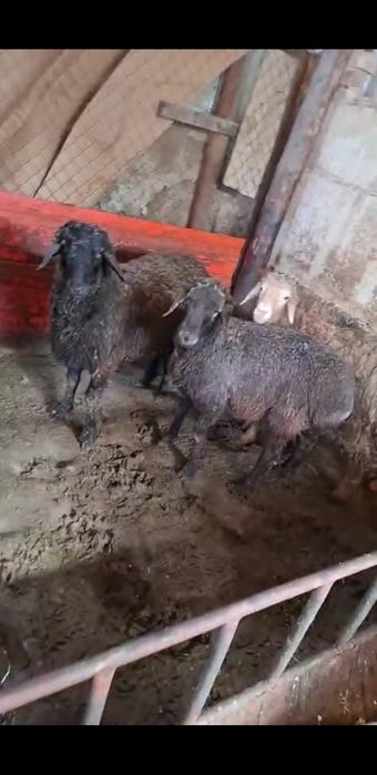 Қой,, Қошқар   тоқты  Самал-2