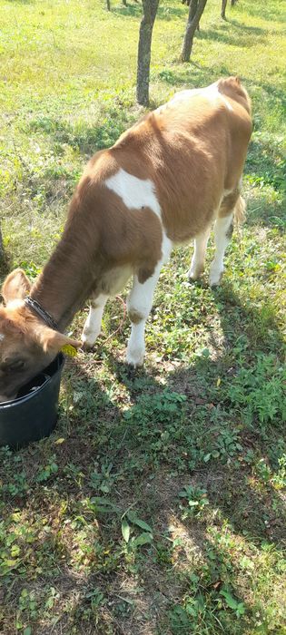 Vitea de 4 luni de prasila