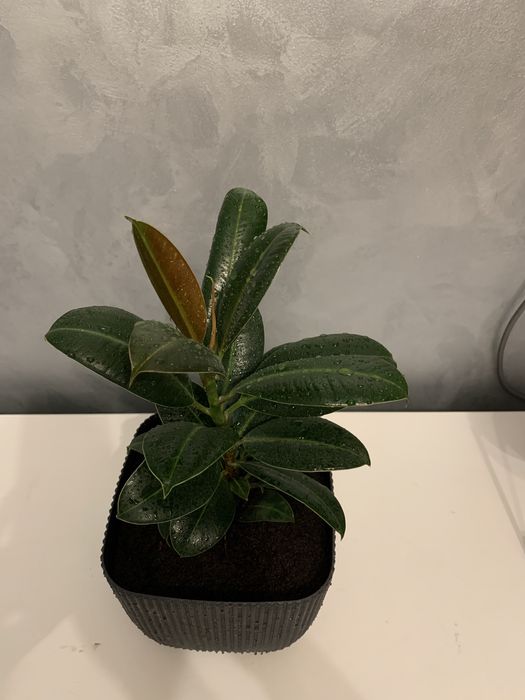 Комнатные растения Фикус Эластика Робуста