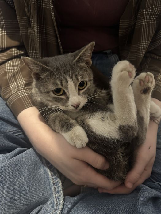 Отдам кошку и котят в хорошие руки