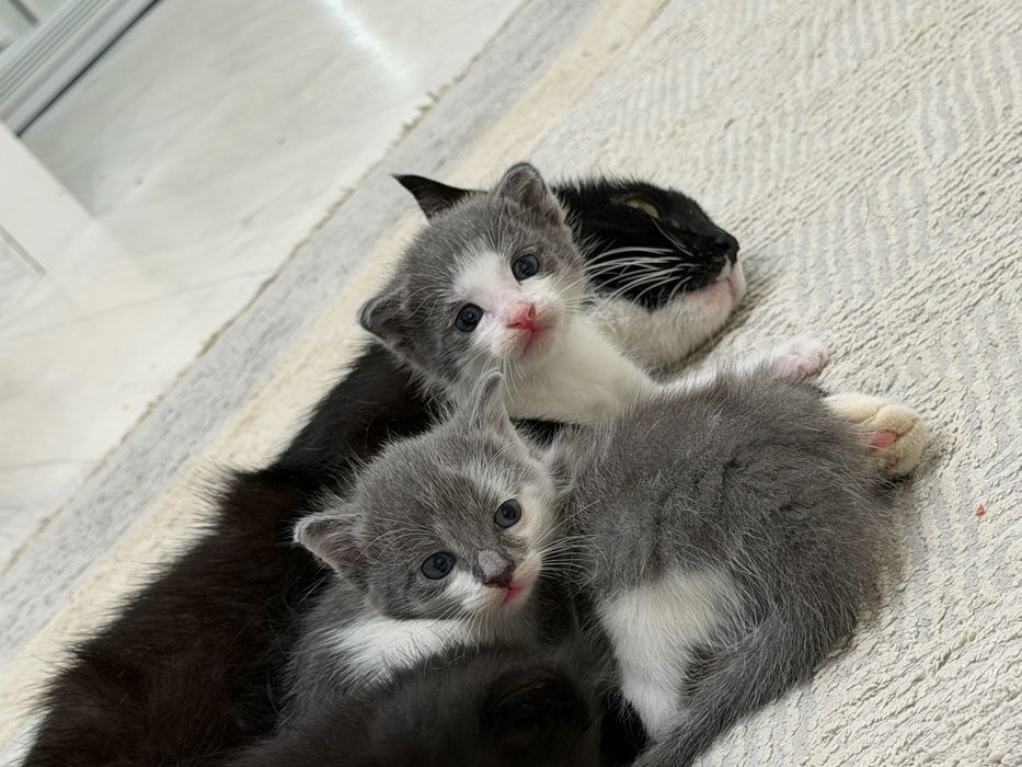 Отдам бесплатно котенка