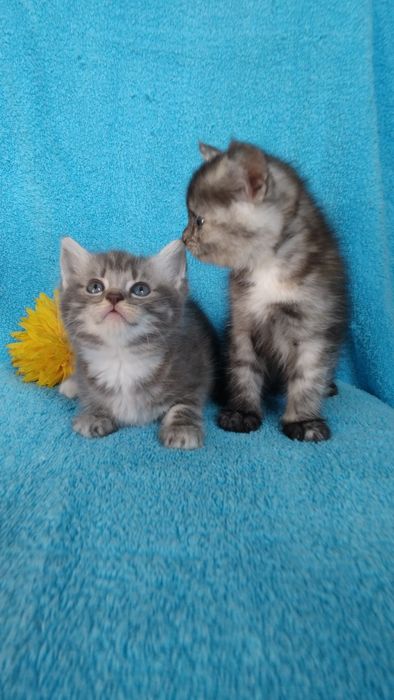 Отдам котят в добрые руки