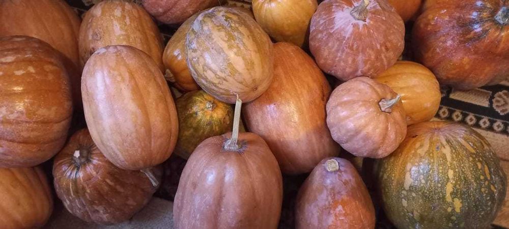 Продам тыкву  мантную вкусную