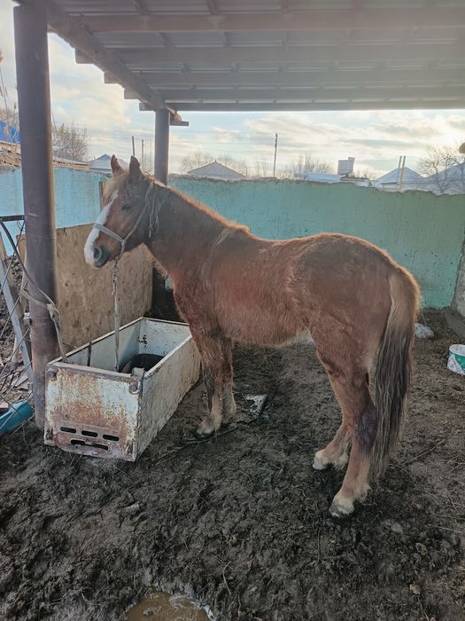 Құнан сатылады бағылған