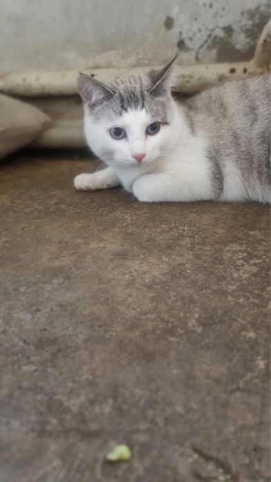 Кошечки в отвественные руки