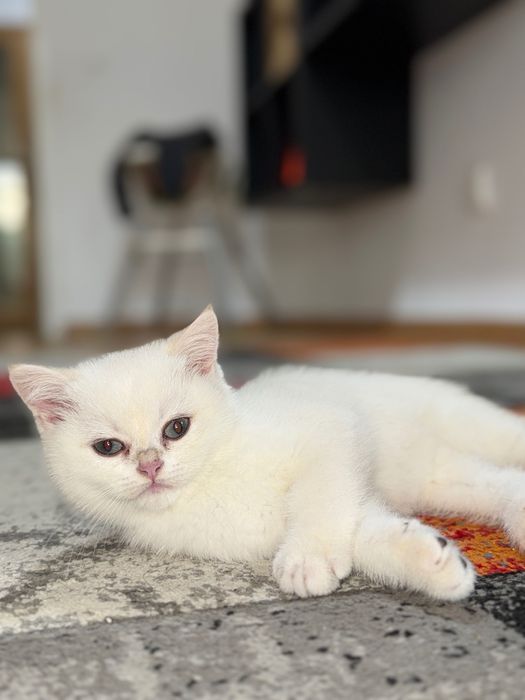 Породисти Котенца с родословие