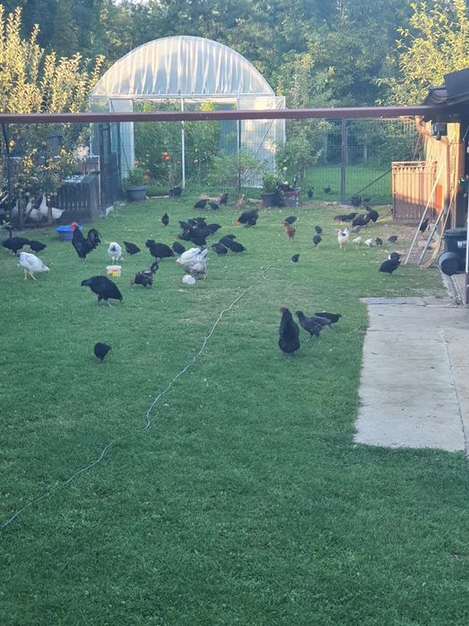 Austrolop . Rasă pură !