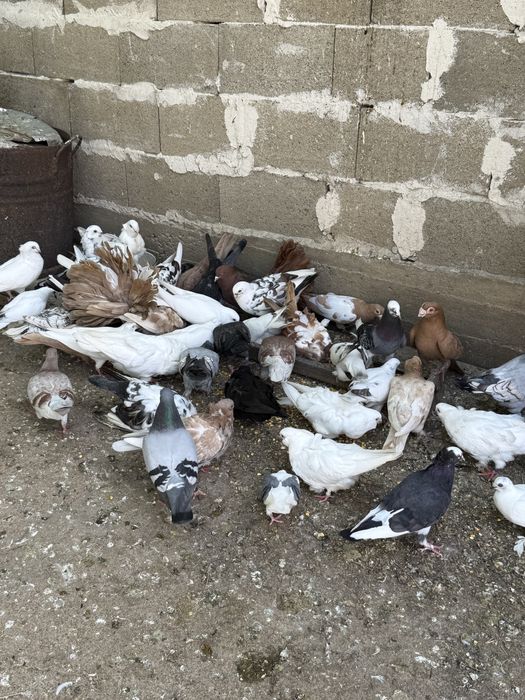 Продавам Гълъби различни