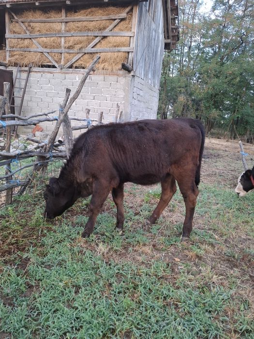 Viței de vânzare