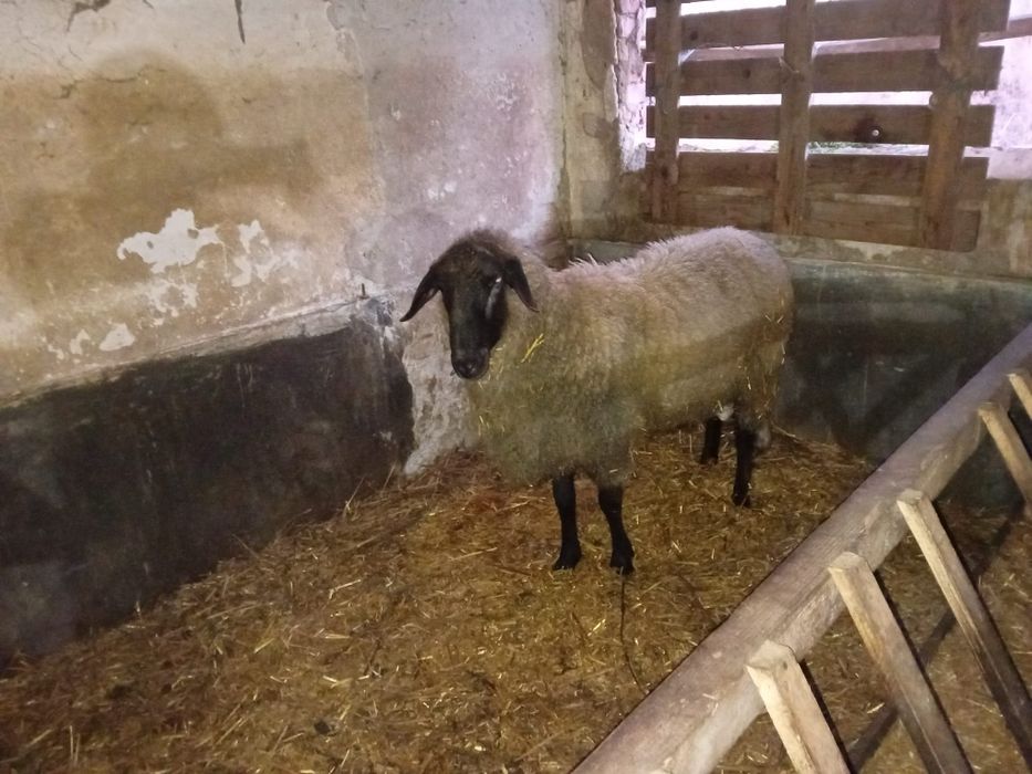 Berbec Carabaș Sârbesc de prăsilă – 2 ani