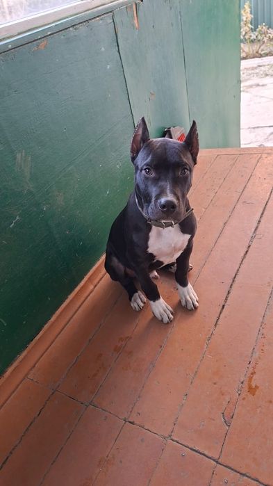 Американский стаффордширский терьер