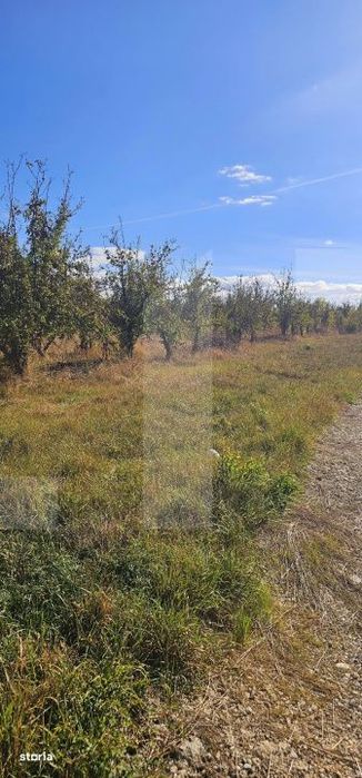 Terenuri intravilane in zona Evergreen