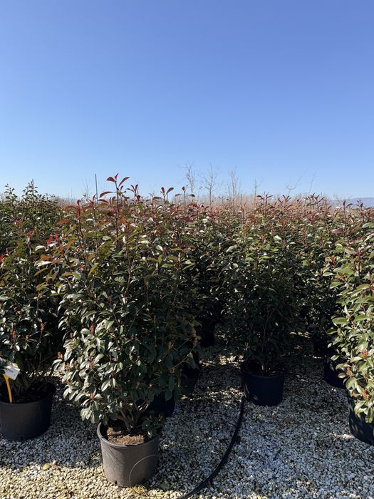 Photinia Red Robin tufa /tija (Plante ornamentale )