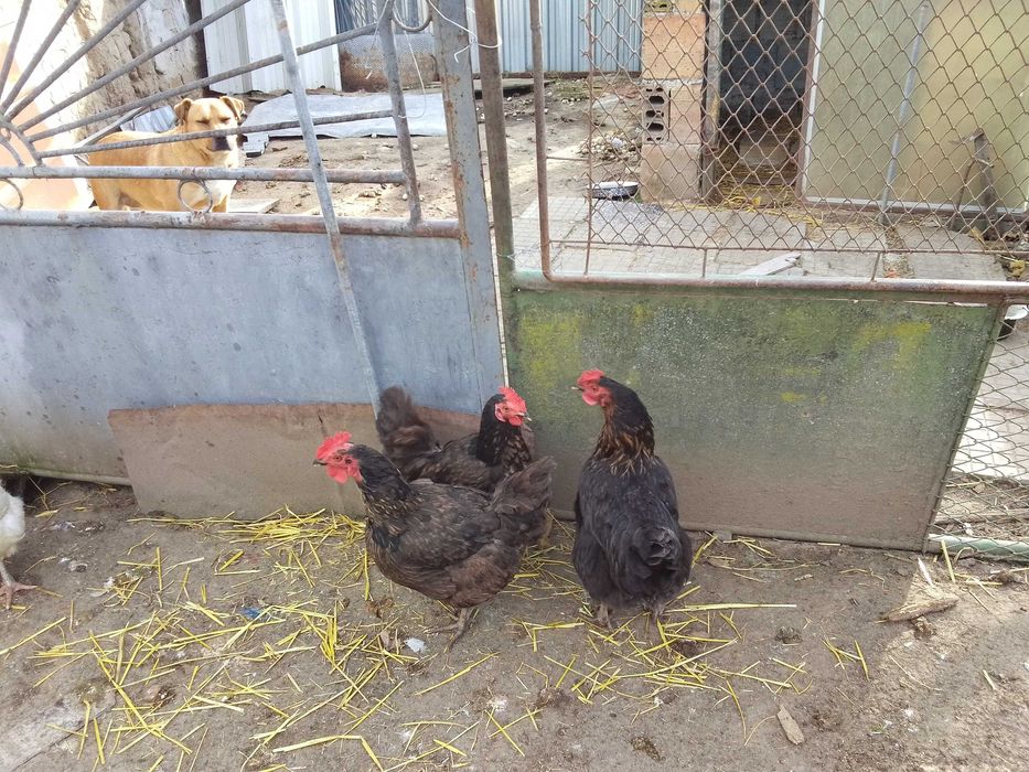 Продавам Супер Харко на година и половина 10 броя