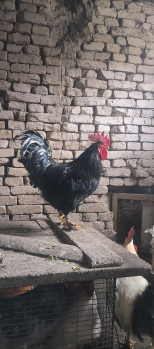 Черный принц в наличии