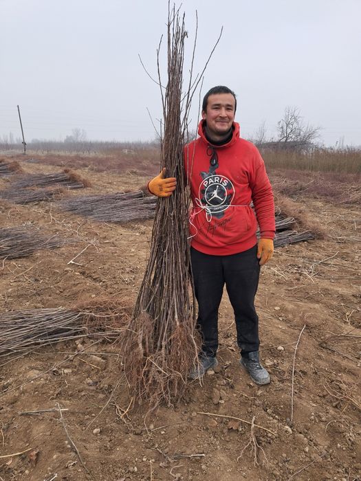 Mevali koʻchatlar qayragʻoch Gujum