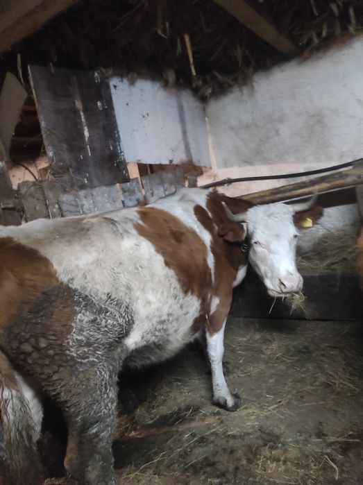 Vaci gestante de vânzare