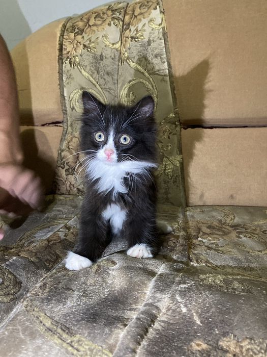 Отдам котят в хорошие руки