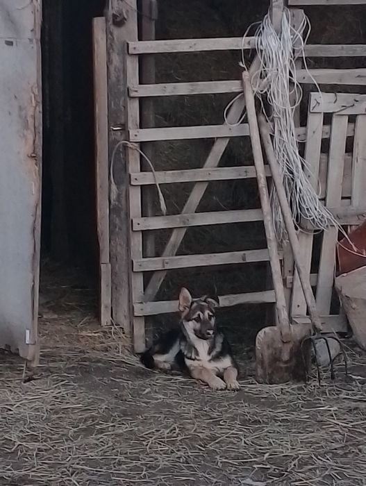 Чистокровный овчарка