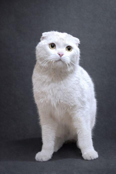 Породистый котик мальчик вислоухий ищет семью.