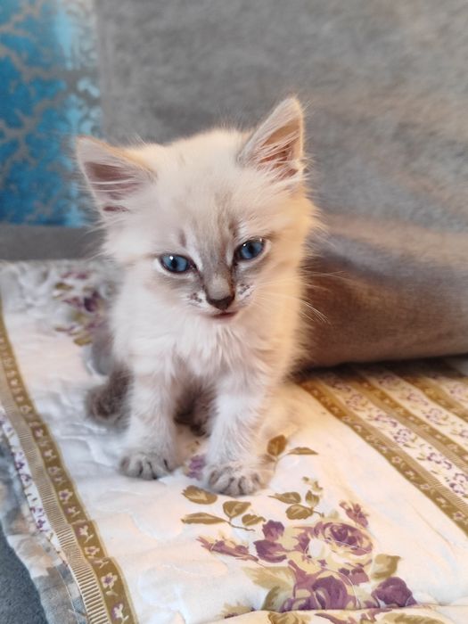 Милая котята ищет дом