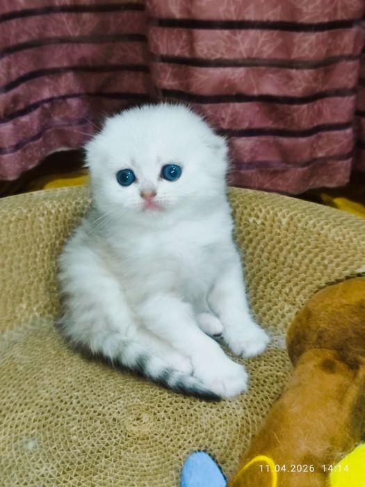 Шотланский Скоттиш Фолд!